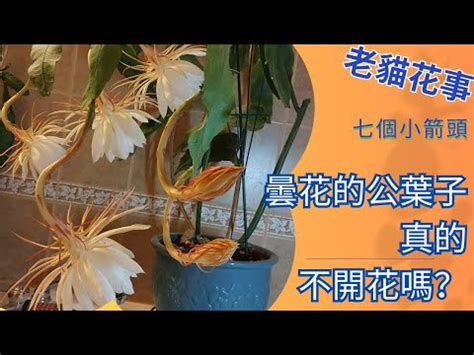 曇花開 風水|【曇花風水】風水極好 